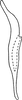 Stylus: !! display not done !! on Forcipata loca (DeLong & Caldwell, 1936): Stylus. (Observation).