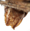 CollectionObject 1539760; 2452bbd9-7ae1-4ebc-932f-731e3b00ba1a: male subgenital plate (holotype). (CollectionObject).
