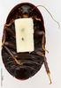 CollectionObject 1587350; MNHN(SF IMPORT DUPLICATE) MNHN-EP-EP3424, ac3792a9-3eb5-4b7d-ba8b-719d21fad22a: CC BY-NC-ND 4.0/MNHN - Depraetere Marion - 2014. Non type, female. Specimen number: MNHN-EP-EP3424. http://coldb.mnhn.fr/catalognumber/mnhn/ep/ep3424. (CollectionObject).