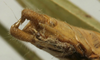 CollectionObject 1538890; 237a5ecb-9a9d-4725-9686-4905309c5e33: male cerci (lectotype). (CollectionObject).