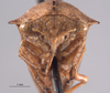 Head: !! display not done !! on Palonica pyramidata declivata (Van Duzee, 1908): (Observation).