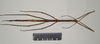 CollectionObject 1561157; 6525acf0-ecc8-4498-beeb-e2ae5001894c: copyright MIZ. female, dorsal view (lectotype). (CollectionObject).