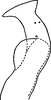 Stylus: !! display not done !! on Zyginidia scutellaris (Herrich-Schäffer, 1838): Stylus. (Observation).