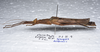 CollectionObject 1576184; 5ef8a5a5-37cc-4114-8cdc-92428853ca96: copyright ZRC, Singapore. female, dorsal view (paratype). (CollectionObject).