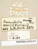 Ancaudellia kheili (Bolívar, 1898): Copyright Natural History Museum, London. Labels from non-type (adult male) in BM(NH). (Otu).