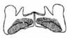 Lemba bituberculata Yin & Liu, 1987: Fig. 11. epiphallus. (Otu).