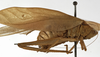 CollectionObject 1529813; aea8bd65-1ced-4a1d-a4a5-1eace7725258: female habitus, lateral view (holotype). (CollectionObject).