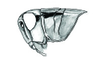 Akamasacris variabilis (Scudder, 1897): Fig. 11. female head and pronotum, lateral view. (Otu).