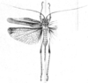 Poecilogramma striatifemur Karsch, 1887: Fig. 6. female, dorsal view (pronotum length 3.3 mm, tegmina 22.5 mm, hind femora 15.6 mm, ovipositor 14.5 mm). (Otu).