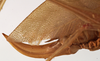 CollectionObject 1534531; ed87de70-c4b0-40b6-b0d6-ecdfb1b3b9d7: female ovipositor (holotype of Scopiorus muticus). (CollectionObject).