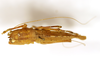 CollectionObject 1528086; e2f4f793-b6c9-4f5f-8e69-db6f3d45e31d: female, dorsal view (holotype). (CollectionObject).