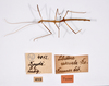 CollectionObject 1559355; 0193261d-2bb4-4e99-8f68-b498bec60f92: copyright ZMHB, Berlin. male, dorsal view & data labels (holotype). (CollectionObject).