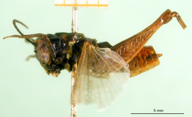 male, lateral view (holotype). Depicts CollectionObject 1501483; 0f9465b1-cf03-4bf7-8ea4-725b1b782708, DORSA BA000371S01, a CollectionObject.