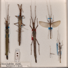 CollectionObject 1562793; 3d20be83-8a53-4365-bf31-f4975c207a15: copyright QM, Brisbane. male and female (paratypes) [also female (holotype)]. (CollectionObject).;CollectionObject 1562794; f674bfe1-1245-4fd8-8db8-368b5ee205f8: copyright QM, Brisbane. male and female (paratypes) [also female (holotype)]. (CollectionObject).
