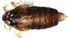 Habitus, dorsal view: !! display not done !! on Pissonotus marginatus Van Duzee, 1897: (Observation).