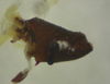 CollectionObject 1544439; 6dfcd56e-0989-4694-a481-df0b43db4c27: male left cercus ventral view (holotype). (CollectionObject).