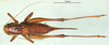 CollectionObject 1502690; 2b6e9033-7072-46ae-8761-d01b72ee789b: female, dorsal view (syntype). (CollectionObject).