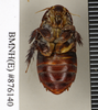 CollectionObject 1572955; 78572789-547c-4f3e-8b56-8af1f8046f92: Copyright Natural History Museum, London. Non-type (adult male) in BM(NH). Ventral view. (CollectionObject).