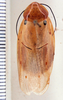 Panchlora regalis Hebard, 1926: Photo by Heidi Hopkins. dorsal habitus. (Otu).