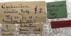 CollectionObject 1505901; 97b50376-d569-4871-88fb-1b544e278a35: labels (paralectotype). (CollectionObject).
