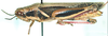 Vitticatantops fasciatus (Karny, 1907): female, lateral view. (Otu).