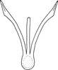 Aedeagus, ventral view on Drabescus formosanus Matsumura, 1912: Aedeagus, ventral view. (Observation).