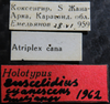 Other on Cyanidius cyanescens (Emeljanov, 1962): Holotype. (Observation).