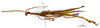 CollectionObject 1587042; d4f01599-8ea2-471a-afe2-c1bc16b96ba5: copyright MNHN, Paris. male, lateral view (paralectotype). (CollectionObject).