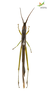 CollectionObject 1849148; Unioeste Cascavel SAOP-131M, b85f55b1-7e2b-4280-a044-4412c83b3647: Male. Dorsal view. (CollectionObject).