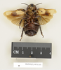 CollectionObject 1572845; 8a07e2e9-77a6-4043-80f8-6ad22d1176b7: Copyright Natural History Museum, London. Non-type (adult female) in BM(NH). Ventral view. (CollectionObject).