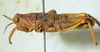 CollectionObject 1498703; ba0b4d5c-9422-4f32-9e56-630015aec536: male, lateral view. (CollectionObject).
