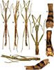 CollectionObject 1583600; 4cf614ab-7444-4ae2-9ee9-4d7641f502d5: copyright RBINS, Brussels. male (holotype). (CollectionObject).
