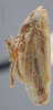 Habitus, lateral view: !! display not done !! on Amplicephalus (Amplicephalus) osborni (Van Duzee, 1892): Lateral. (Observation).