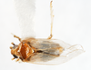 Habitus, dorsal view: !! display not done !! on Pissonotus delicatus Van Duzee, 1897: (Observation).