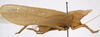 CollectionObject 1534609; bcb1ff0f-c236-4e6c-bdf6-09f06bc1862f: male, lateral view (holotype). (CollectionObject).