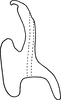 Aedeagus, lateral view on Erythridula parvispicata (Beamer, 1930): Aedeagus (var. E. cavena Auten & Johnson, lateral view. (Observation).