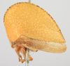 Habitus, lateral view: !! display not done !! on Archasia auriculata (Fitch, 1851): (Observation).