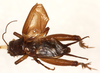 CollectionObject 1544333; 08ccf74c-5140-4a55-b43d-d50bfe719f4d: male, dorsal view (holotype). (CollectionObject).