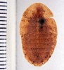 CollectionObject 1588657; 14132f5c-eec5-4216-a58d-3e65d0e7b91e: Image taken by Heidi Hopkins. (CollectionObject).