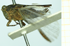 CollectionObject 1587049; 91de315b-9534-47c6-9614-b773203582d8, NHMUK010924793: female, lateral view (paralectotype). (CollectionObject).