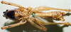 CollectionObject 1536089; a93fe880-a24d-4e40-83c3-ea2198e04601: male, ventral view (holotype). (CollectionObject).