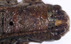 CollectionObject 1531868; 54a5ae95-6586-4f39-8802-39f722736c59: female head and pronotum, dorsal view (holotype). (CollectionObject).