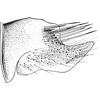Pygofer, lateral view on Euscelidius schenckii (Kirschbaum, 1868): Pygofer, lateral view. (Observation).