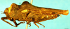 CollectionObject 1581985; 21f07d66-5beb-4de4-b0bf-4a0f55afcc7f: female, lateral view. (CollectionObject).