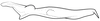 Stylus on Pseudocostanana piraquarensis (Domahovski & Cavichioli, 2023): Male holotype [DZUP]: style, dorsal view. (Observation).