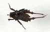 CollectionObject 1506051; bcb82a0a-408d-4539-a43e-3a00971f2dd9: male, dorsal view (syntype). (CollectionObject).