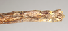 CollectionObject 1559119; 94fcfade-1a87-4e30-92d7-f934d5b8fbc1: copyright Natural History Museum, London. female: end of abdomen, lateral view (holotype). (CollectionObject).