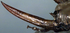 CollectionObject 1517129; b9297cb2-055d-4702-aae2-007b080e6cd4: female ovipositor (holotype). (CollectionObject).