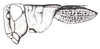 Baeacris peniana (Ronderos, 1992): Fig. 16. female, head and pronotum, lateral view. (Otu).