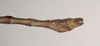 CollectionObject 1559498; NHMUK(SF IMPORT DUPLICATE) 844642, a9dbb676-98a6-42f3-b554-fd16bcfa4c1d: copyright Natural History Museum, London. male: end of abdomen, dorsal view (holotype). (CollectionObject).